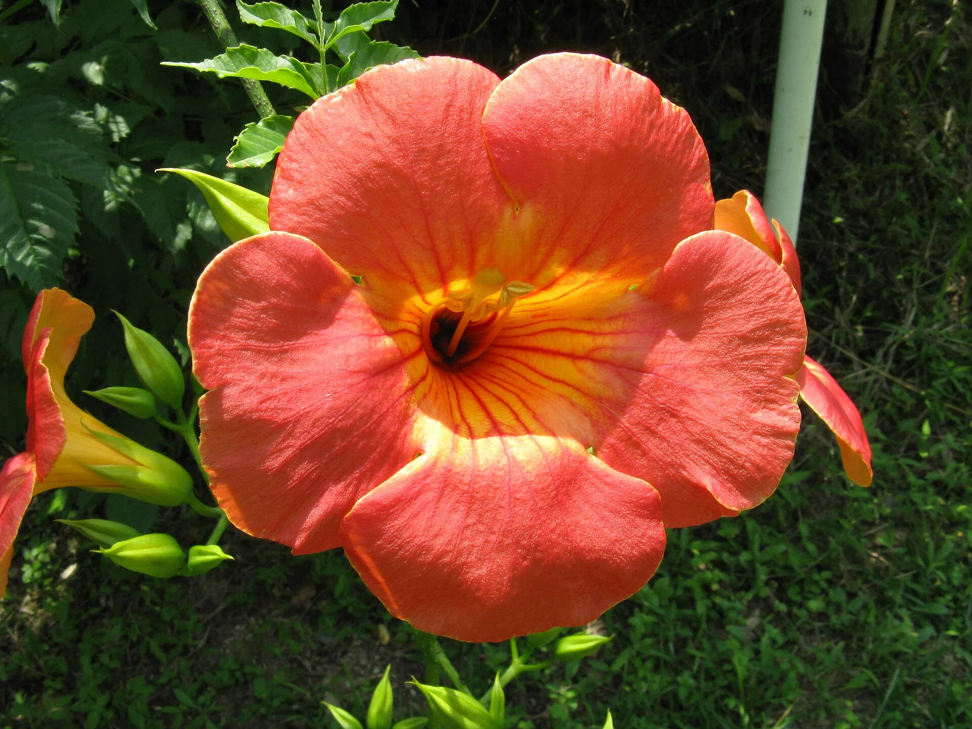 Chinese trumpet vine, a wide, flaring salmon-orange trumpet flower
