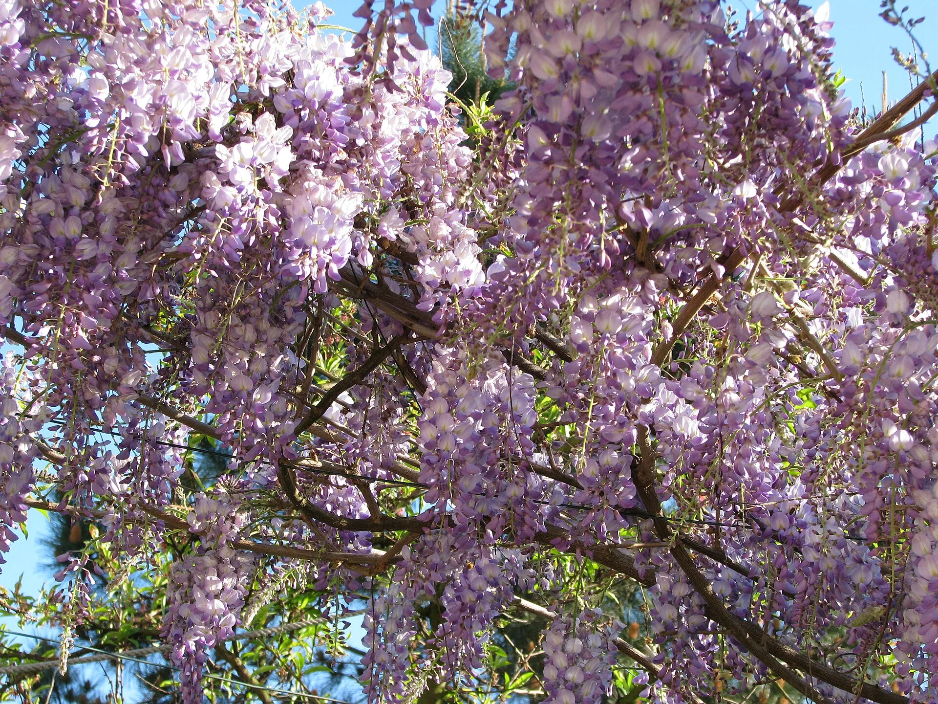 Chinese wisteria, dense lilac flower clusters covering a vine