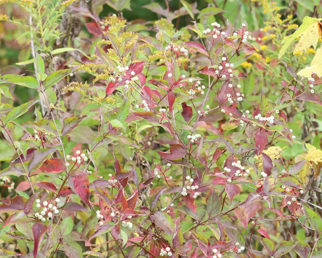 Gray dogwood (Cornus racemosa)