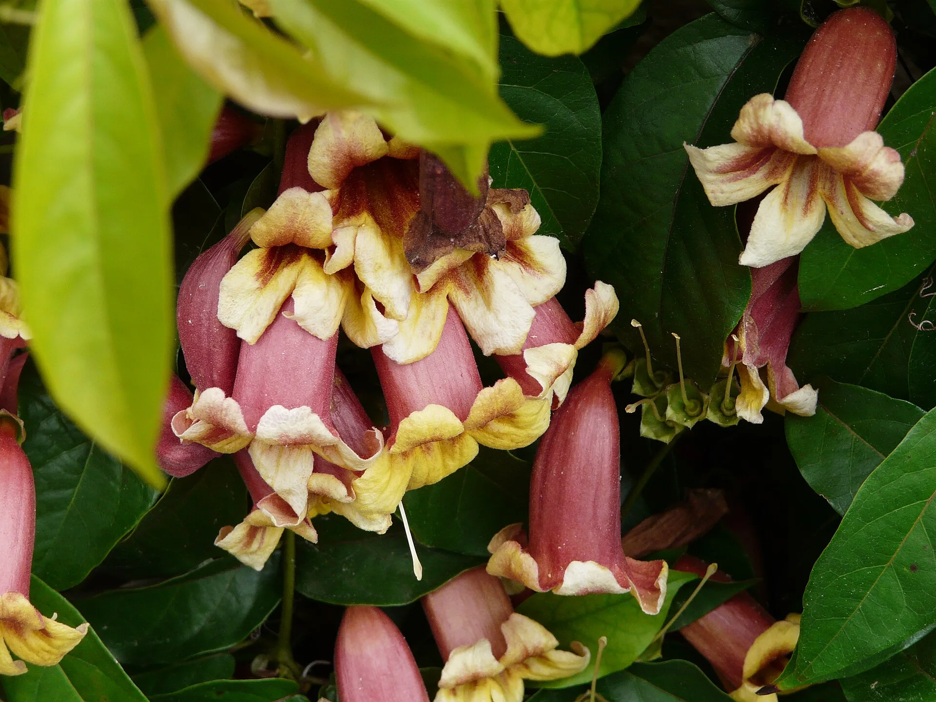 Crossvine, clusters of trumpet flowers, red outside and yellow inside