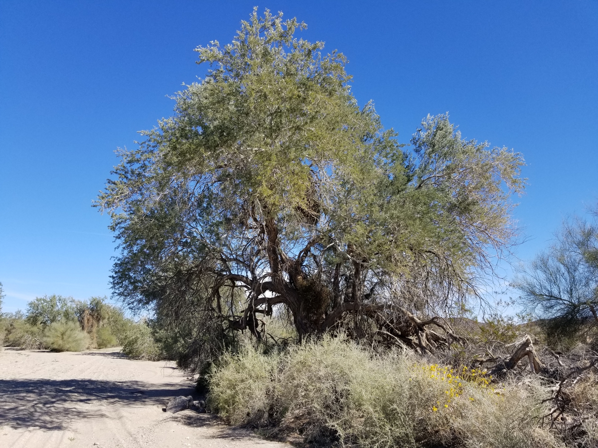 Desert ironwood, a broad gray-green tree beside a sandy desert road