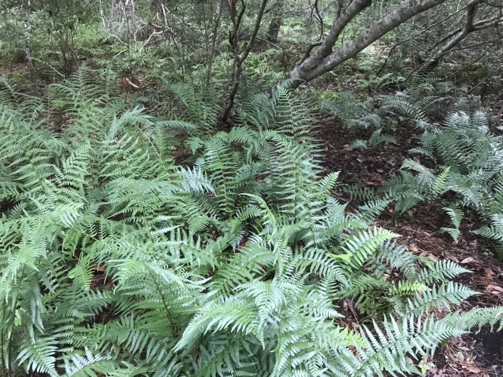 Southern wood fern (Dryopteris ludoviciana)