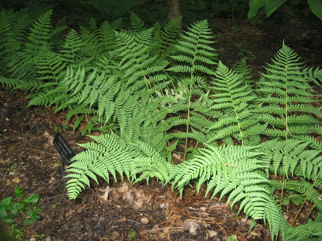 Marginal wood fern (Dryopteris marginalis)
