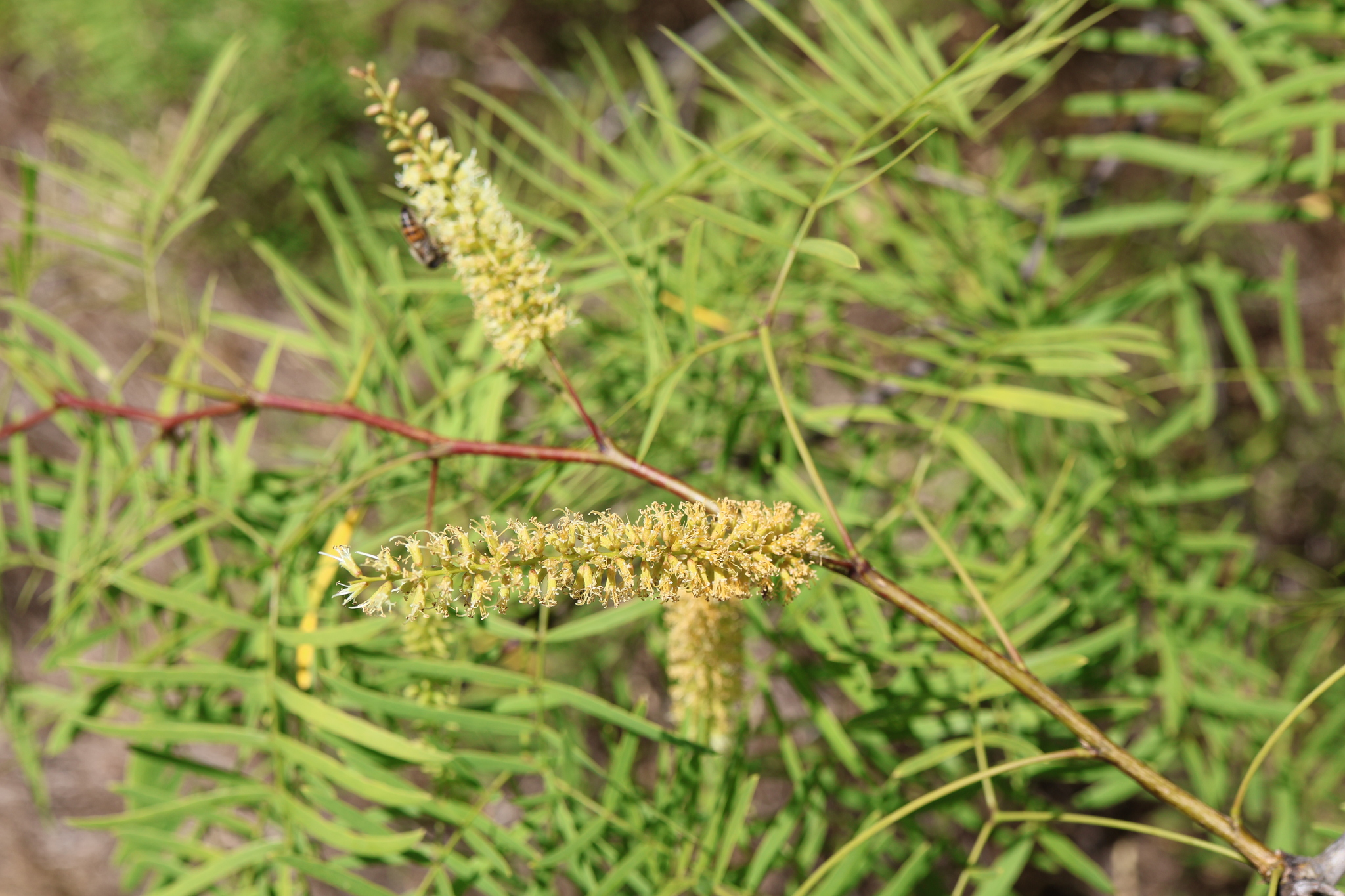 Honey mesquite, feathery bright green leaves and pale yellow flower spikes