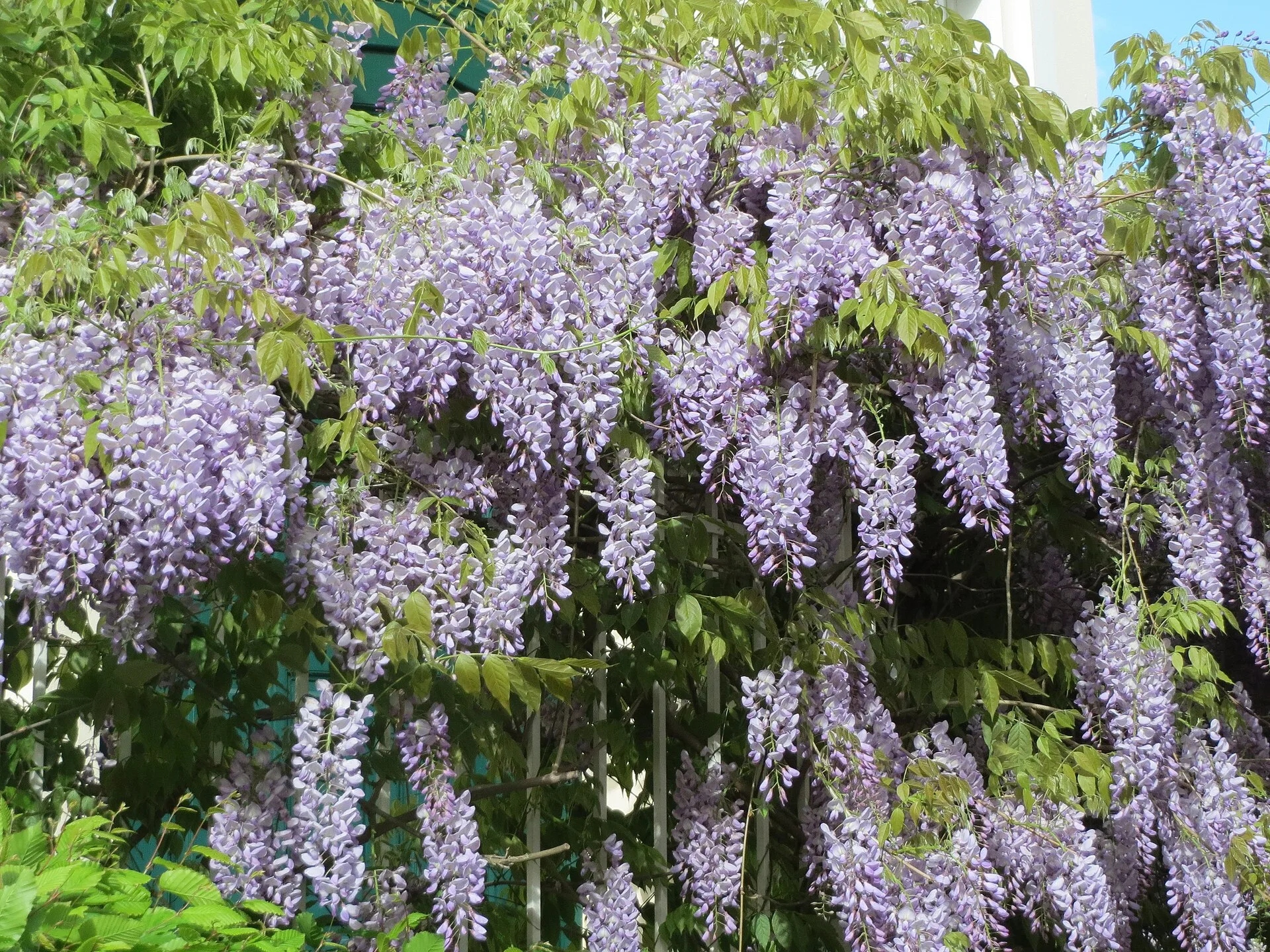 Japanese wisteria, long hanging clusters of lavender flowers among fresh leaves
