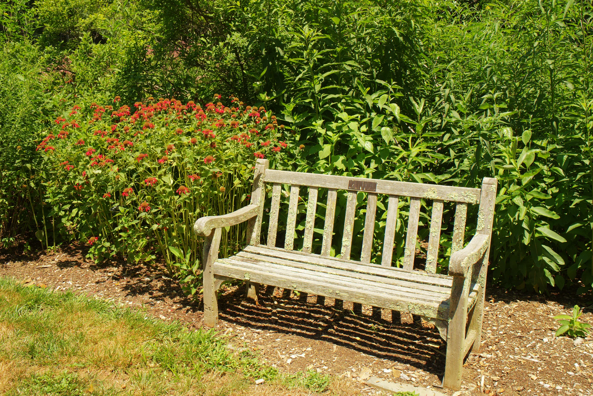 A patch of scarlet bee balm blooming behind a weathered wooden bench