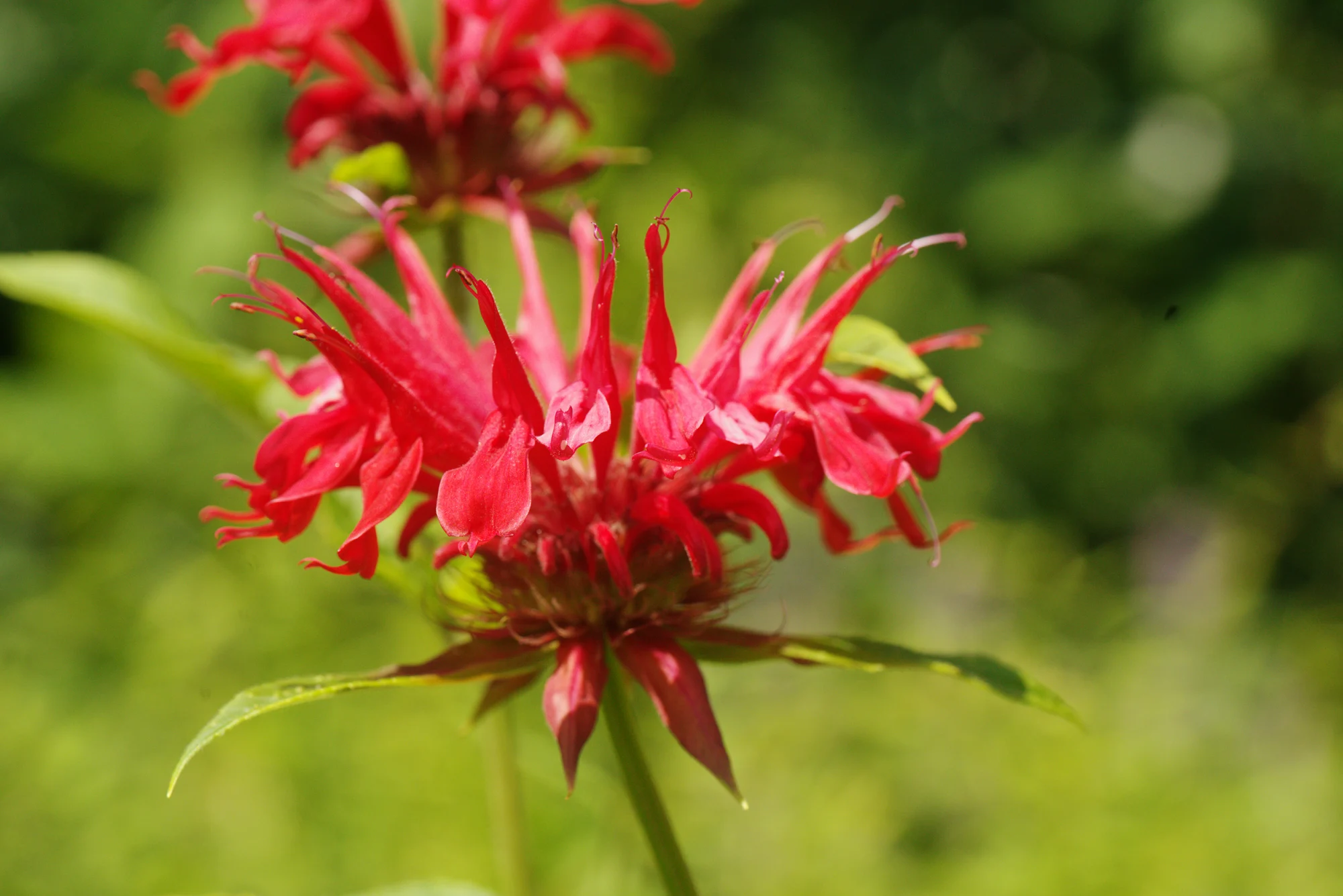 Close-up of a scarlet bee balm flower head sitting on a ring of red-tinged leafy bracts