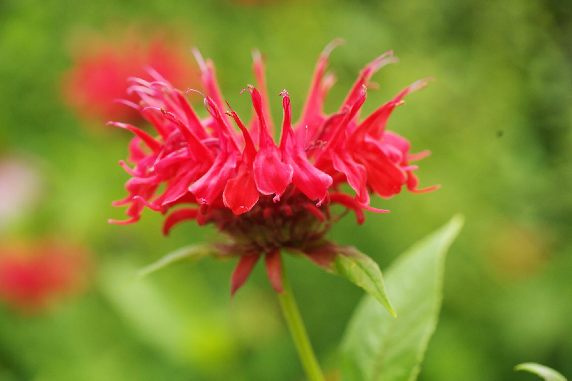 Scarlet bee balm, one shaggy red flower head on a green stem