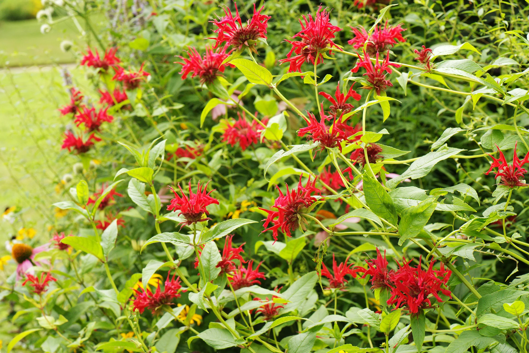 A sunny garden bed packed with scarlet bee balm in full red bloom