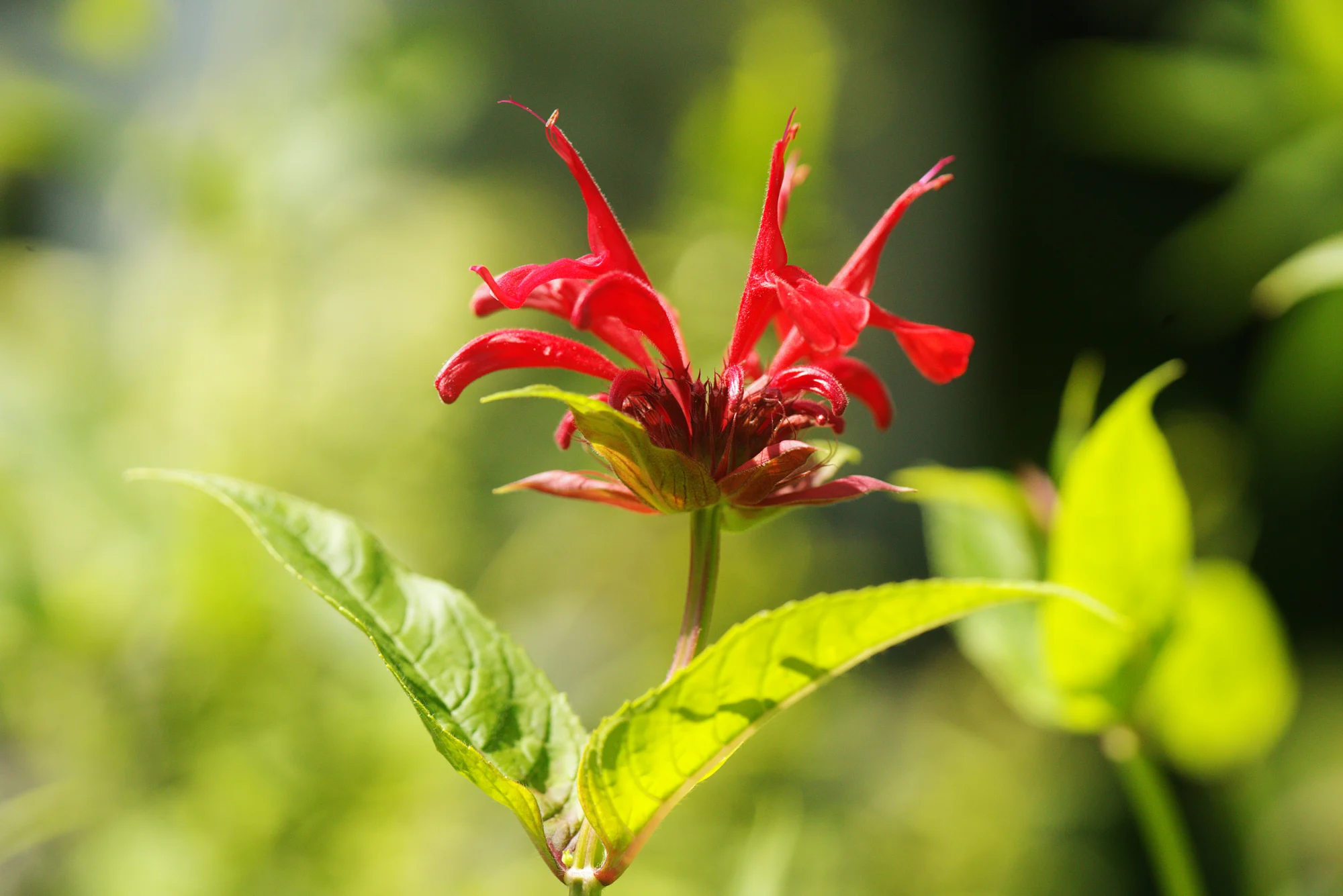 A single scarlet bee balm flower rising above clean, bright green leaves