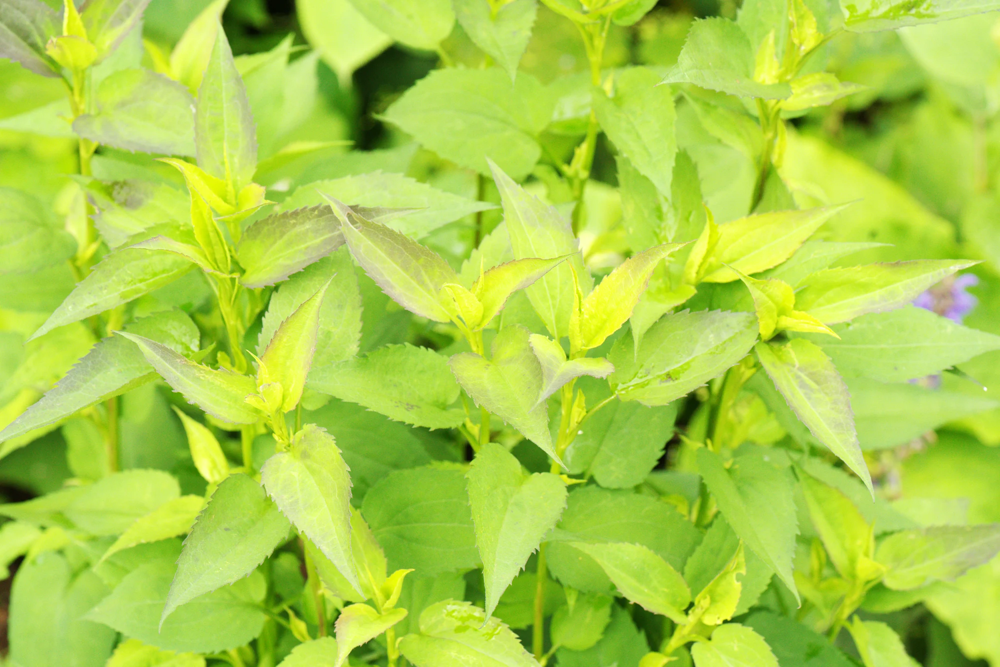 Young scarlet bee balm stems with paired green leaves and purple-tinged tips before flowering