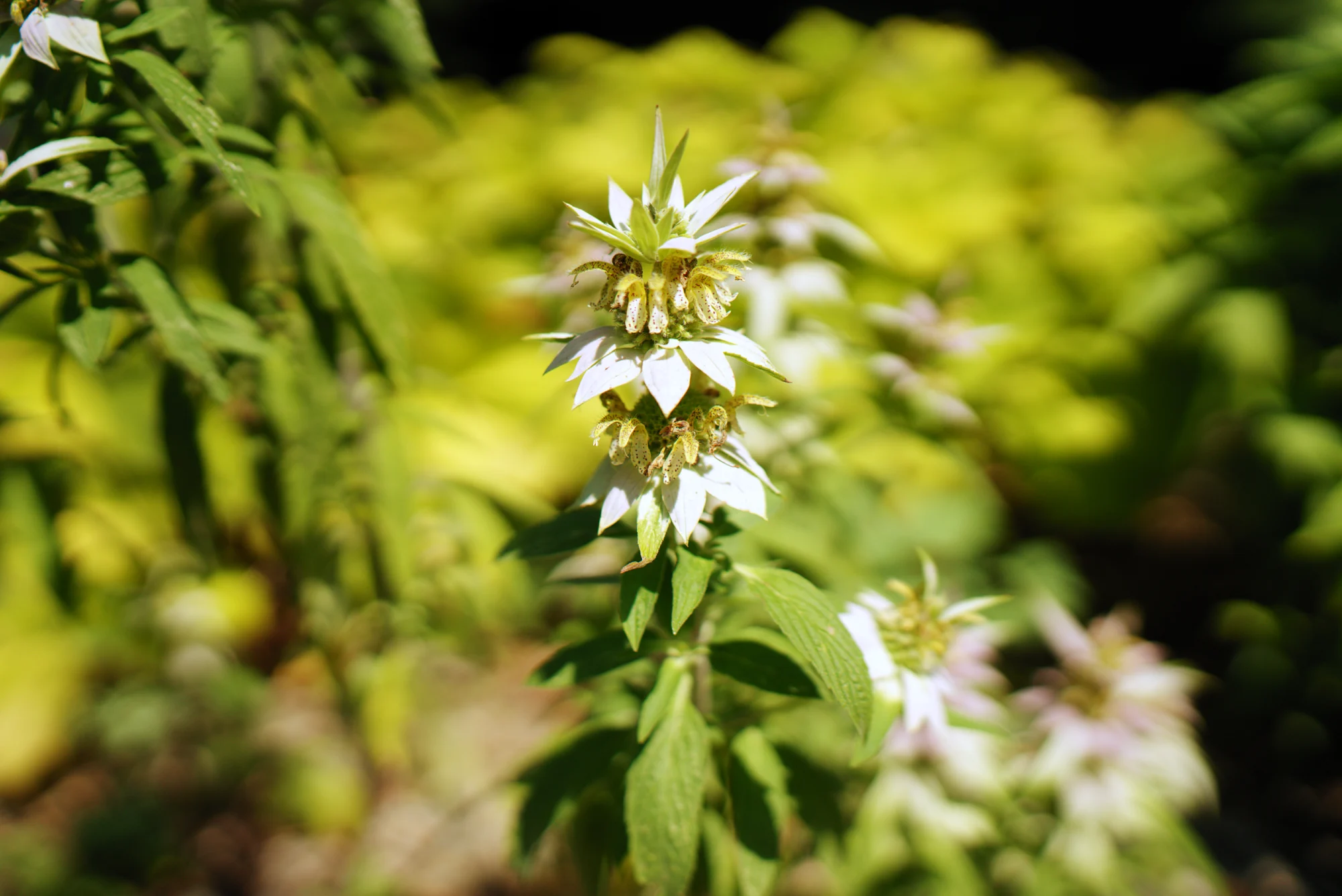 Spotted bee balm, pale bracts around small cream flowers freckled with purple