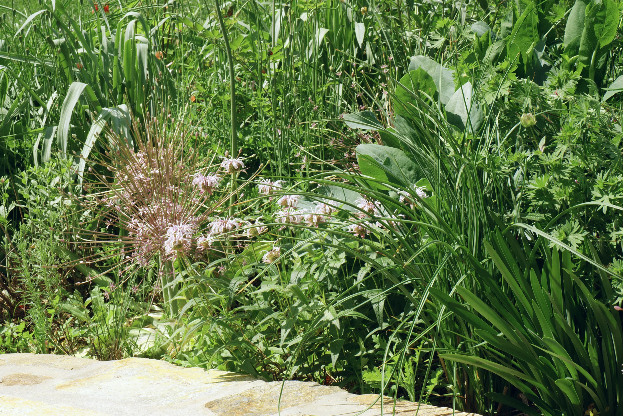 Wild bergamot blooming in a mixed planting beside a flagstone edge