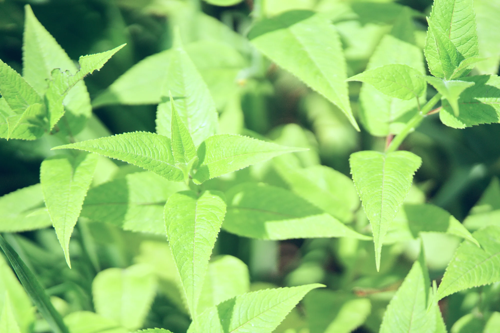 Bee balm leaves, bright green and toothed, growing in pairs up the stems