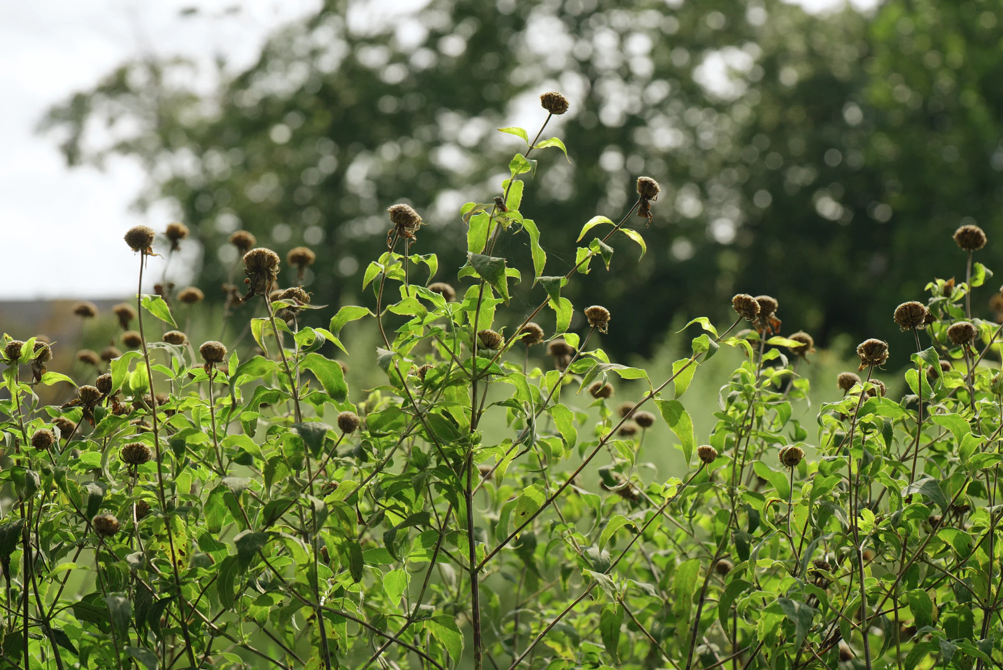 Wild bergamot seed heads, dark and round, on branching stems in late summer