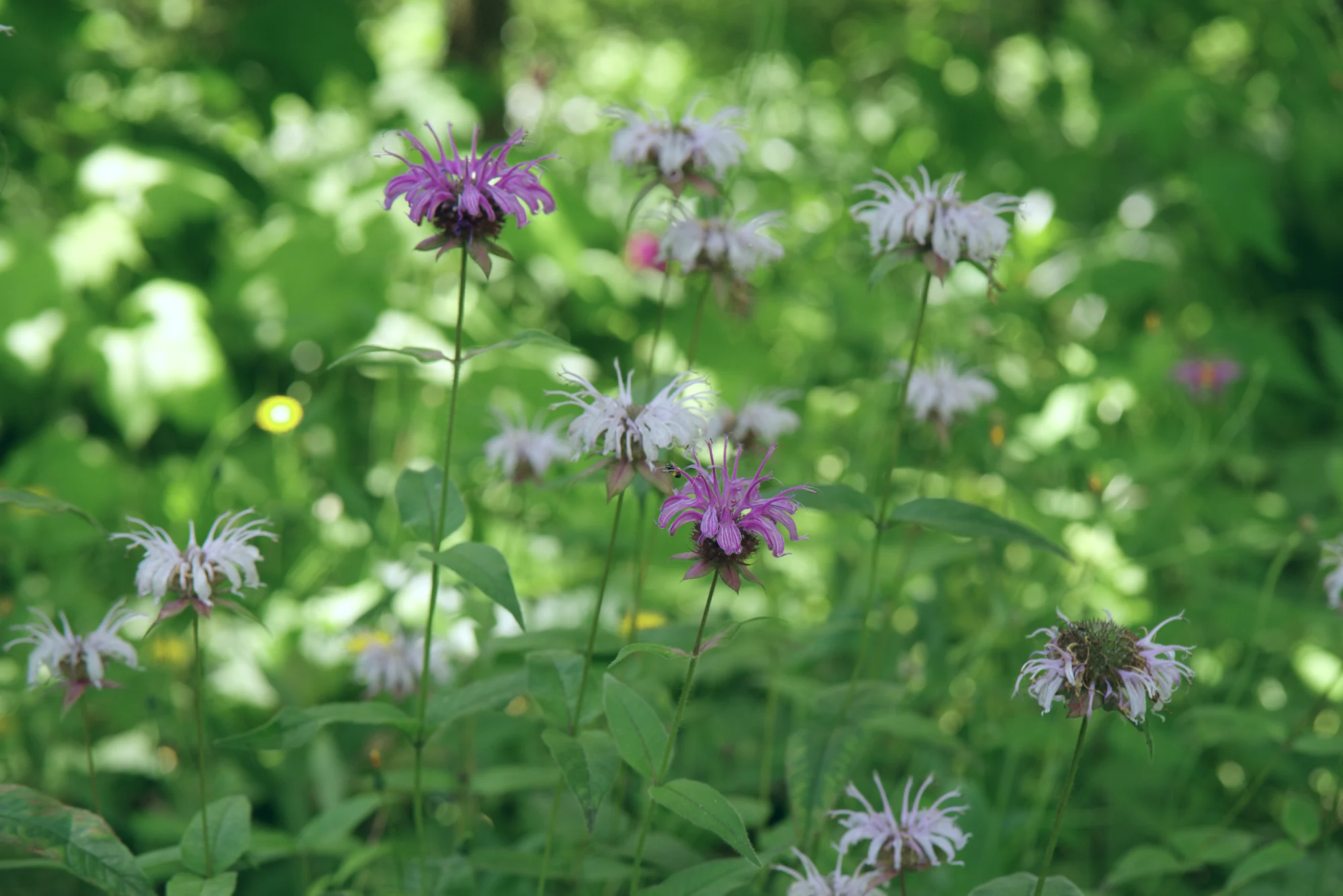 Wild bergamot in lavender and nearly white blooms in a sunny meadow at a woodland edge