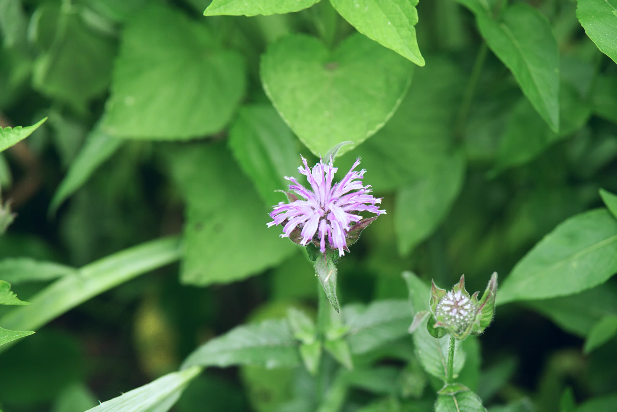 Wild bergamot, a lavender flower head and a green bud among leaves