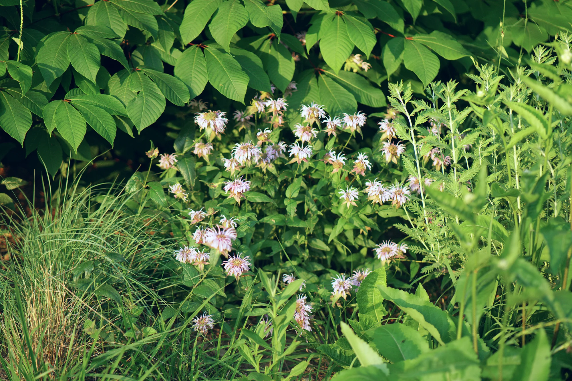 A mass of pale wild bergamot blooms at the base of leafy shrubs