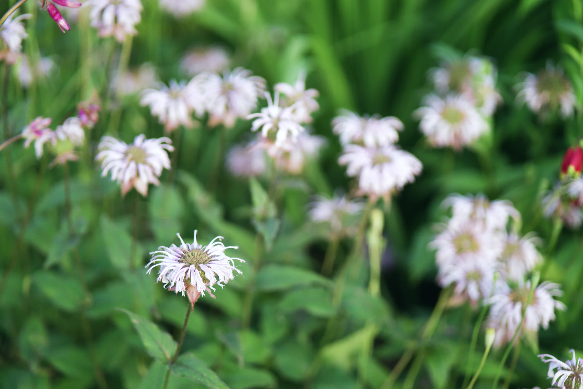 Wild bergamot, a cluster of pale pink flower heads