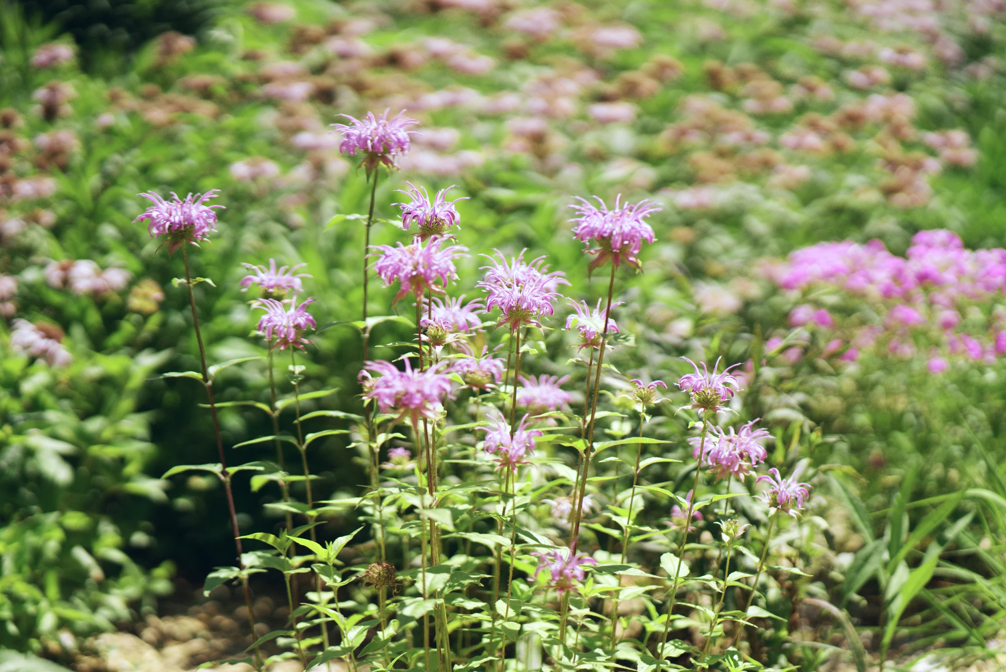Wild bergamot, upright stems topped with lavender flower heads in a sunny border