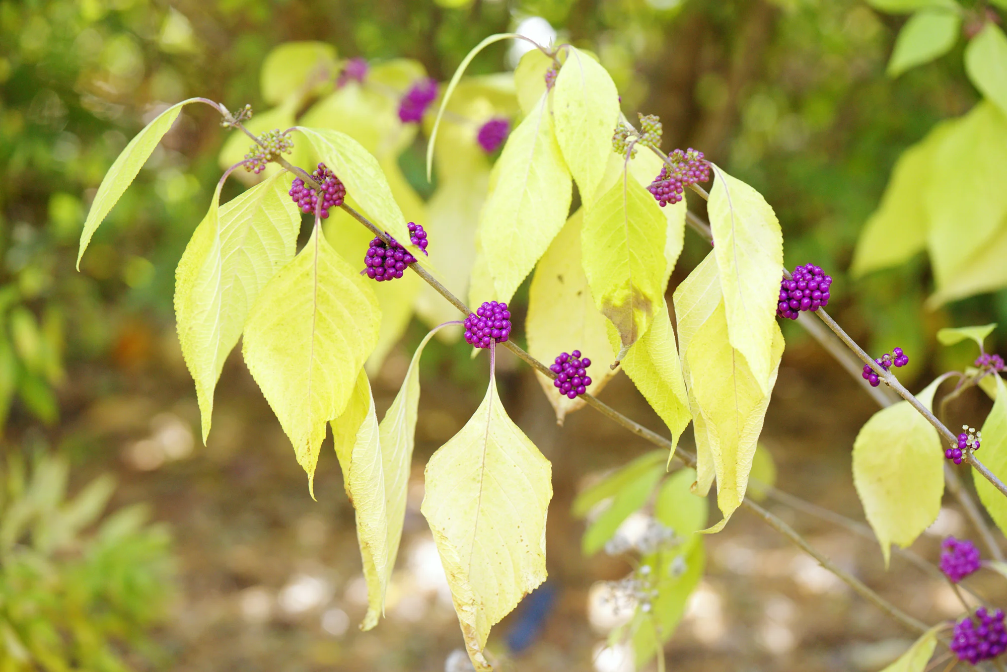 Arkansas bluestar, a big soft mound of thread-thin leaves spilling over a stone wall
