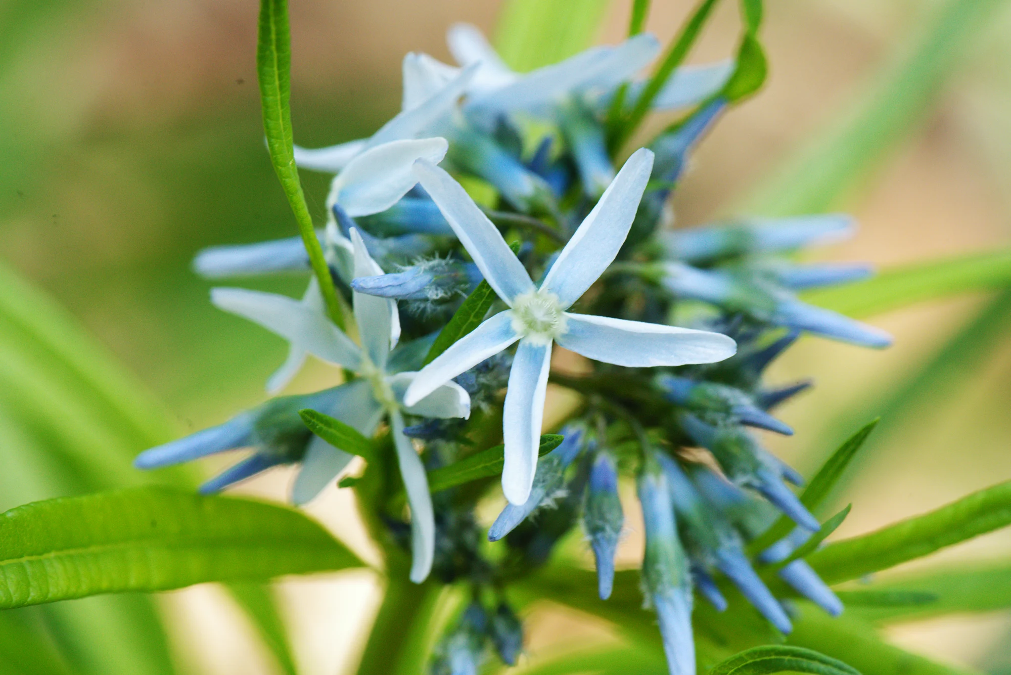 Willowleaf bluestar, a cluster of pale blue star flowers and long blue buds among narrow leaves