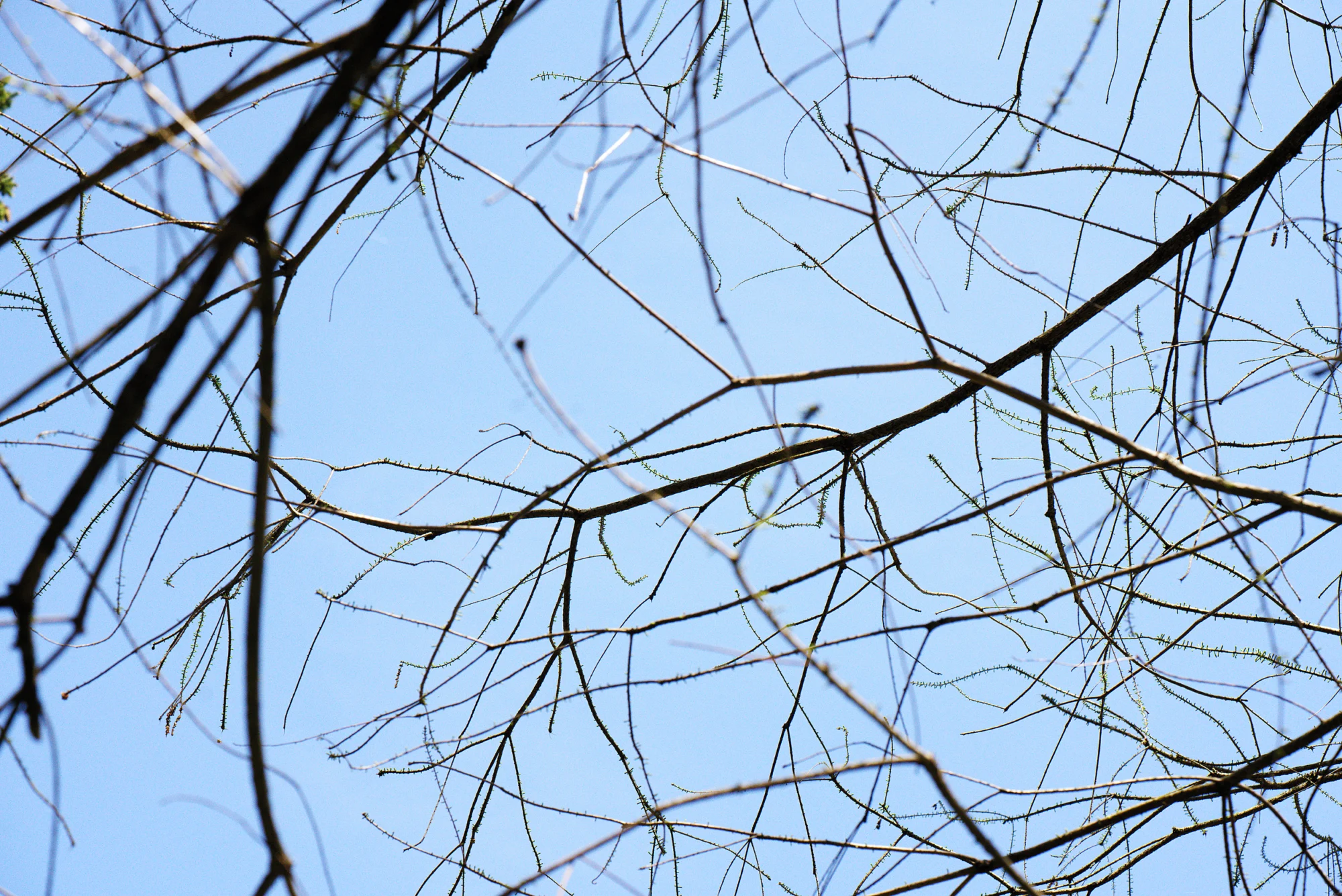 Bare bald cypress branches in winter against a blue sky