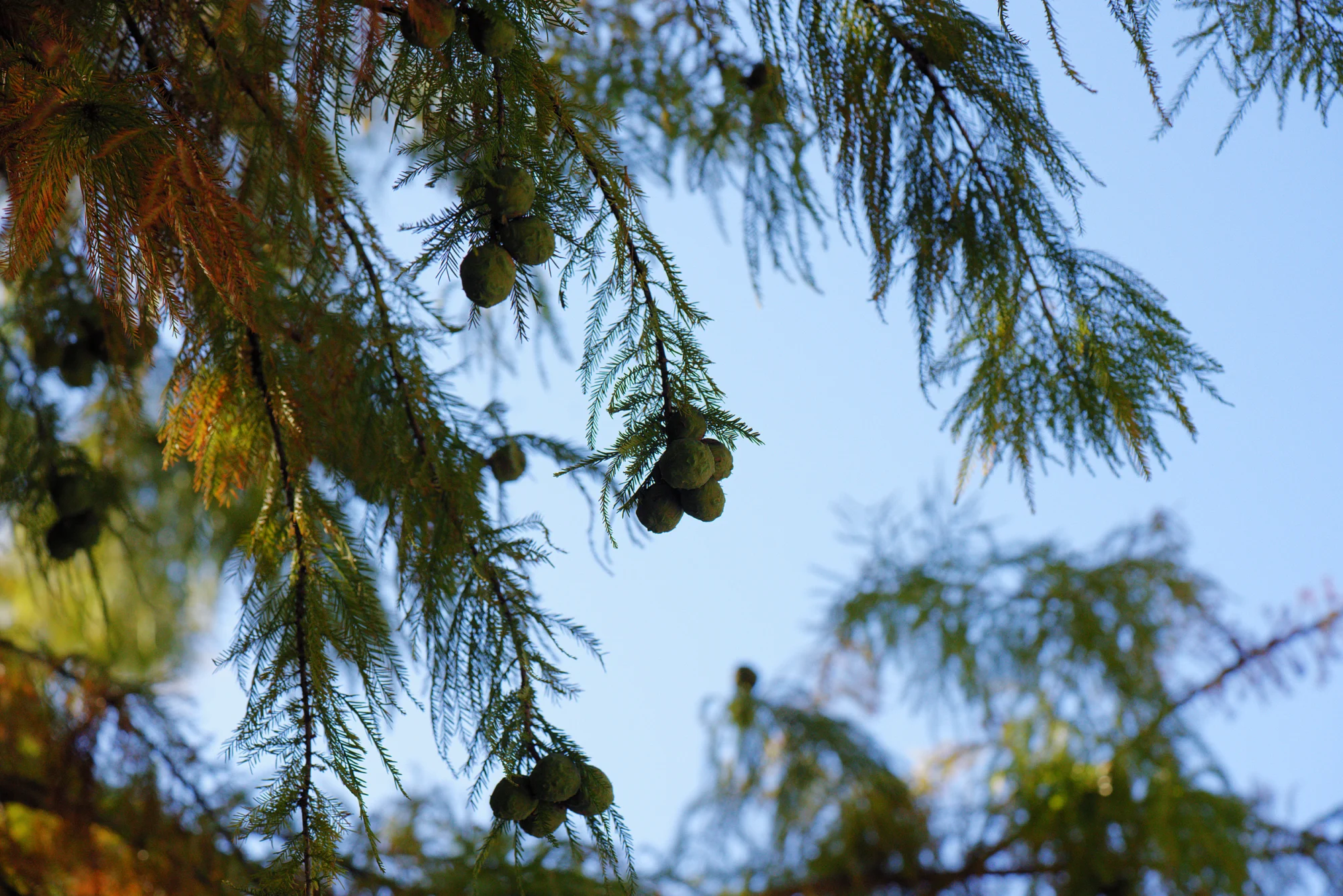 Clusters of round green bald cypress cones among feathery needles against a blue sky