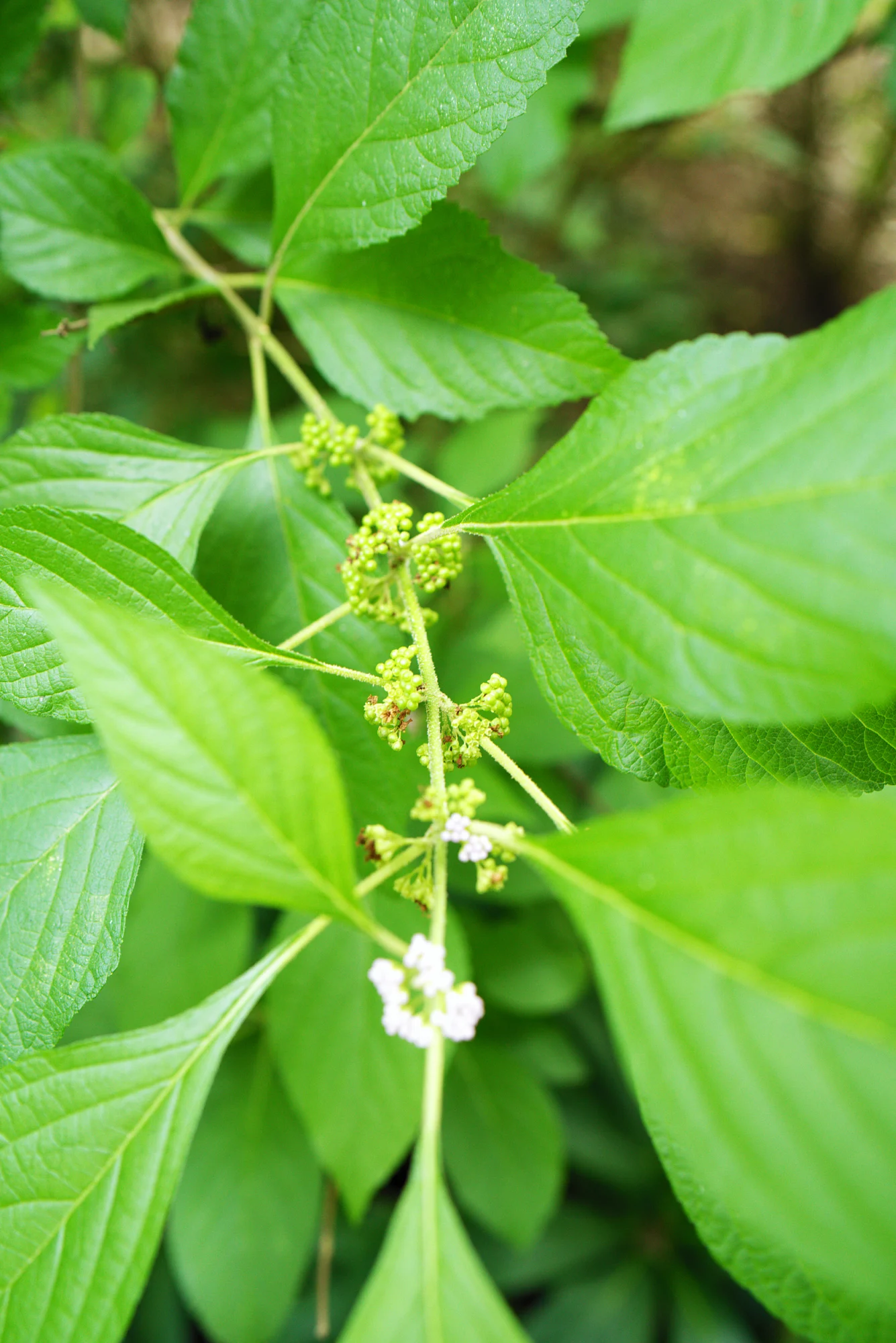 Fresh, bright green bald cypress needles on a slender branch in spring