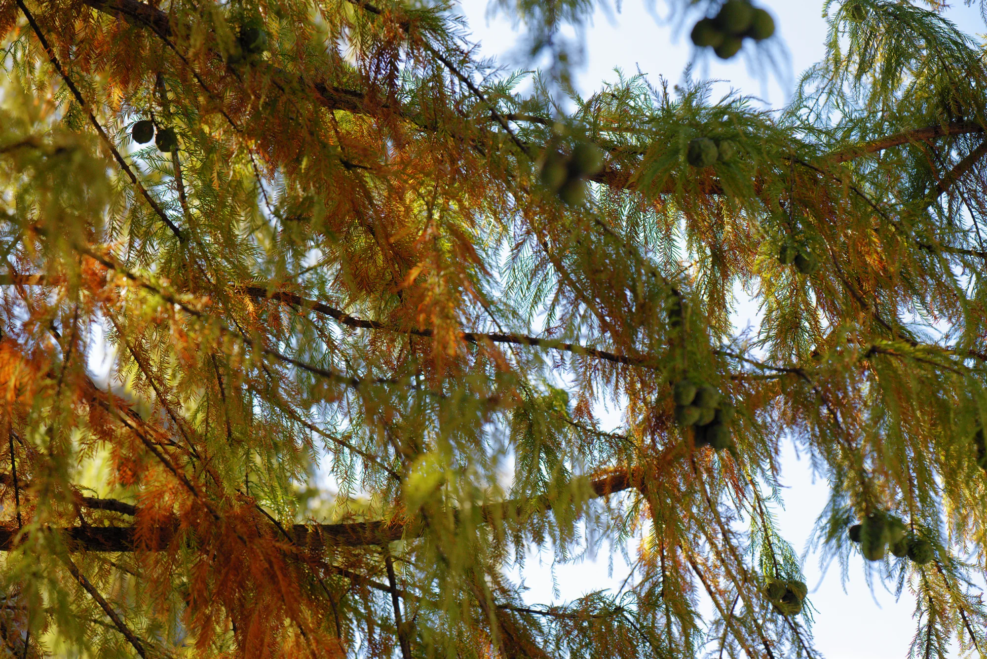 Bald cypress needles turning rusty orange in fall, with round green cones, against a blue sky