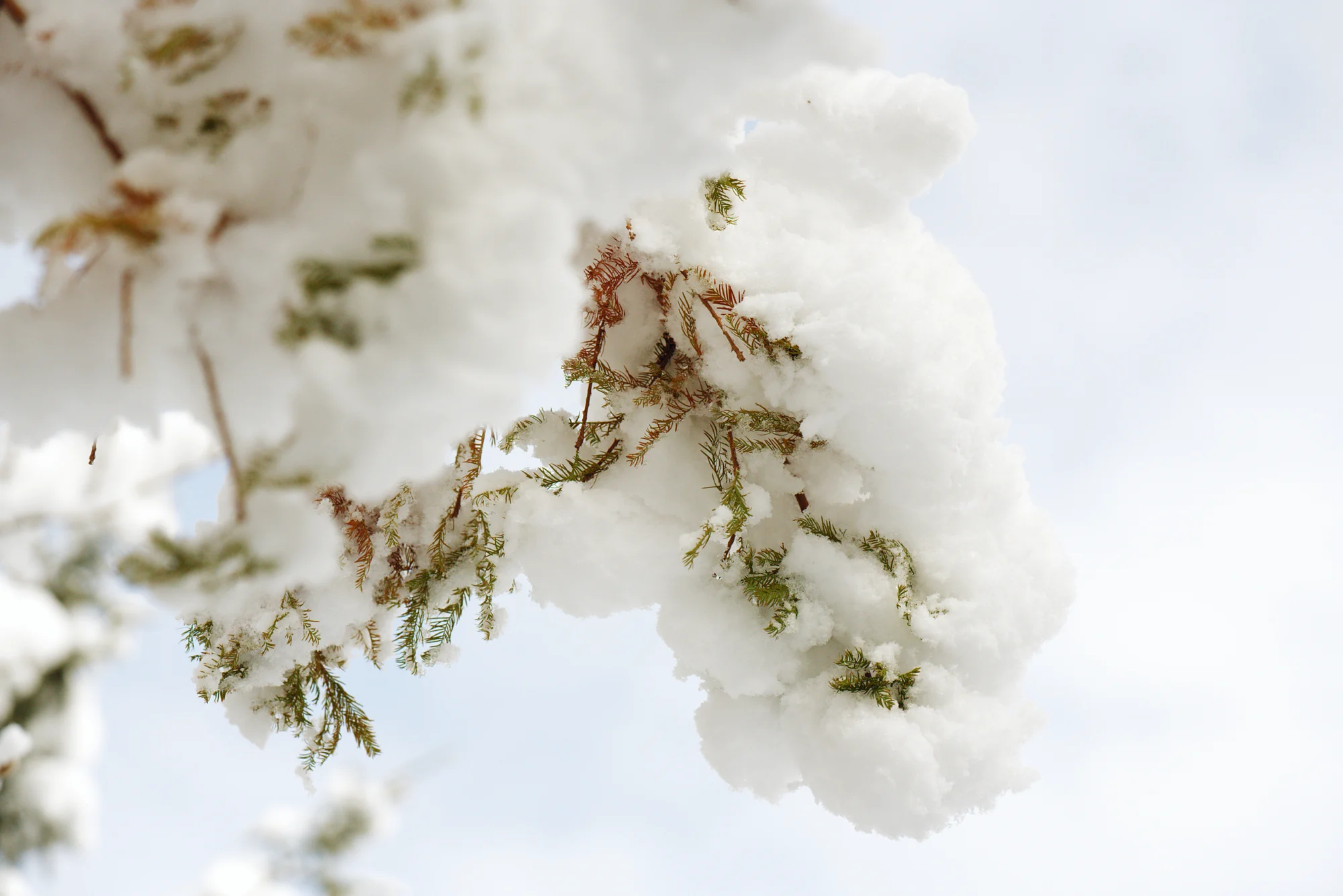 A bald cypress branch dusted with snow against a pale winter sky