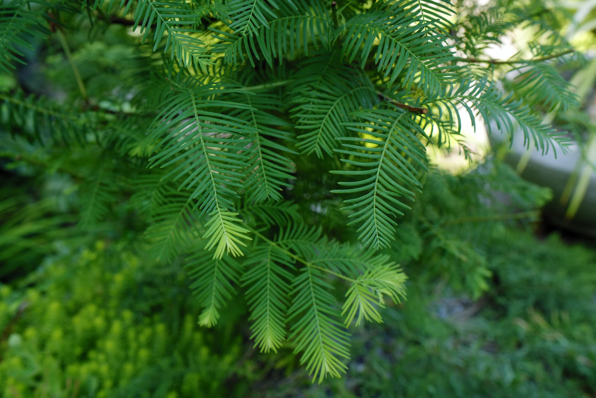 Close-up of feathery new bald cypress growth