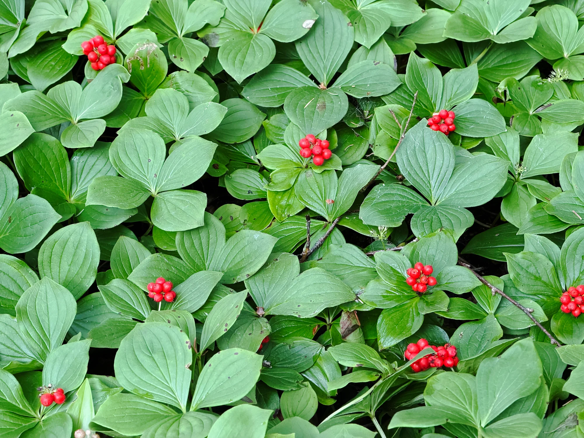 Bunchberry (Cornus canadensis), close view of scarlet berry clusters in august