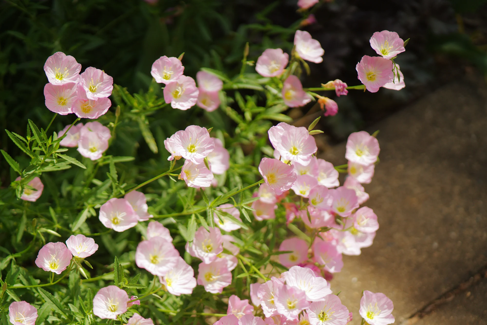 Pale pink cup-shaped pink evening primrose flowers beside a stone path