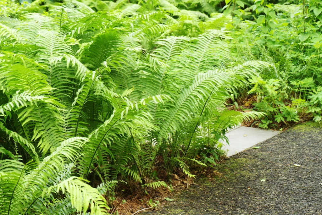 Ostrich fern (Matteuccia struthiopteris), clump of arching fronds beside path