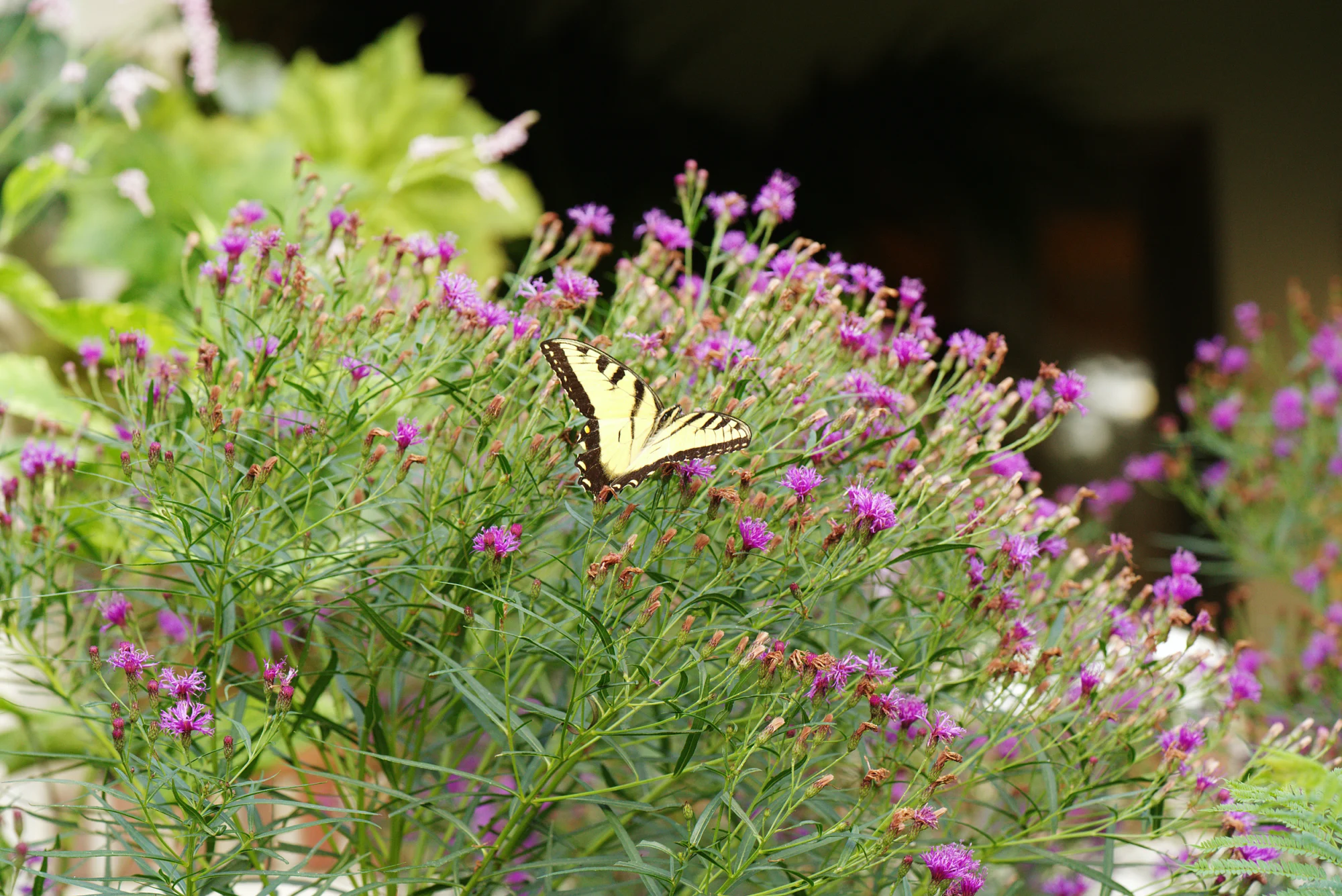 Eastern tiger swallowtail on a rounded mound of narrowleaf ironweed in bloom