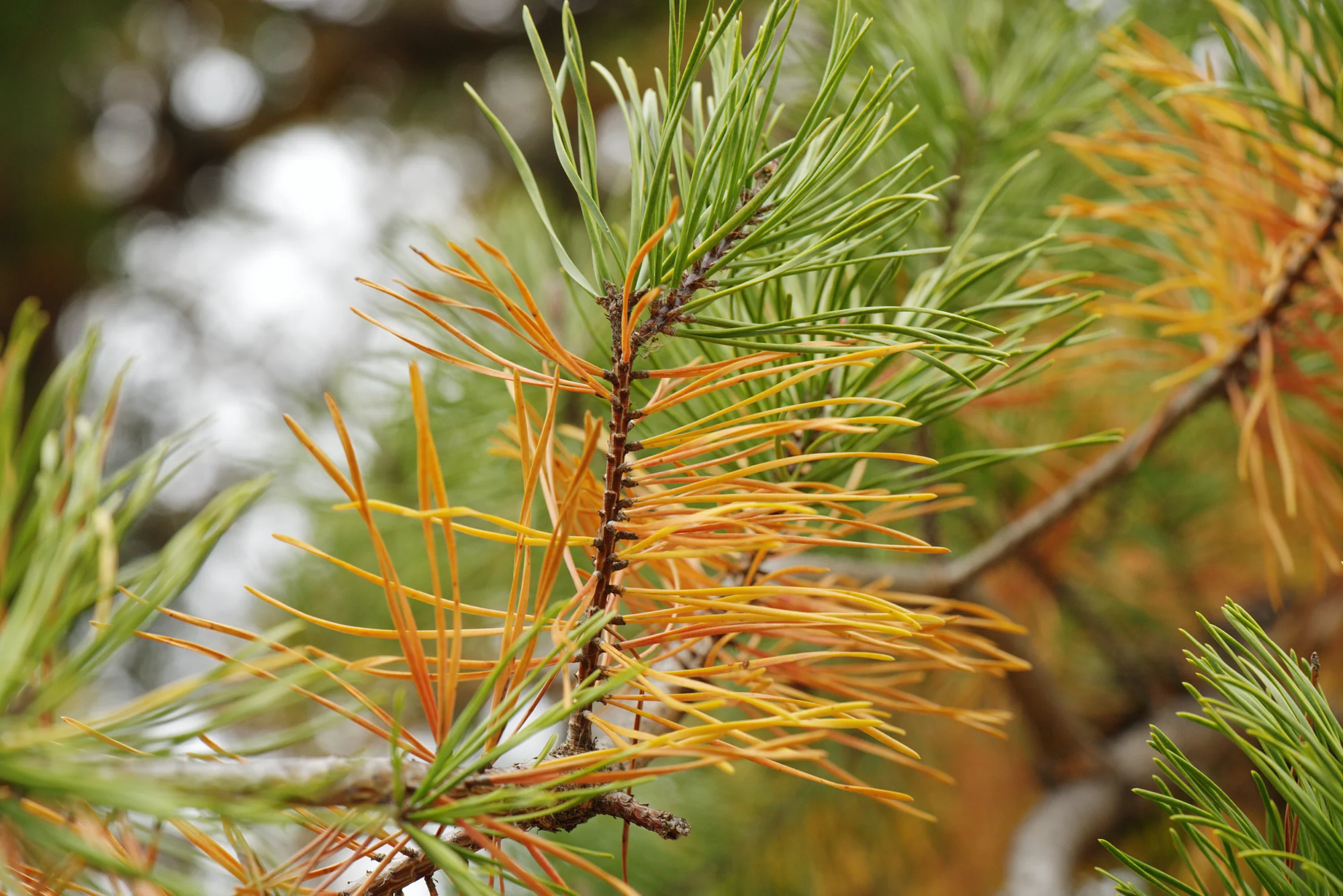 Eastern white pine (Pinus strobus) branch with soft green needles and older inner needles turning orange in fall
