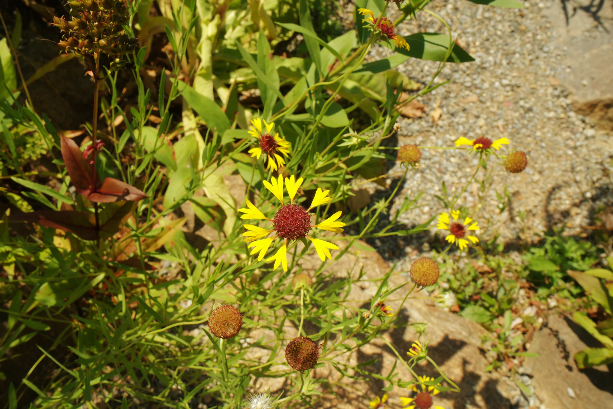 Orange sneezeweed cultivar flowers spilling from a stone urn