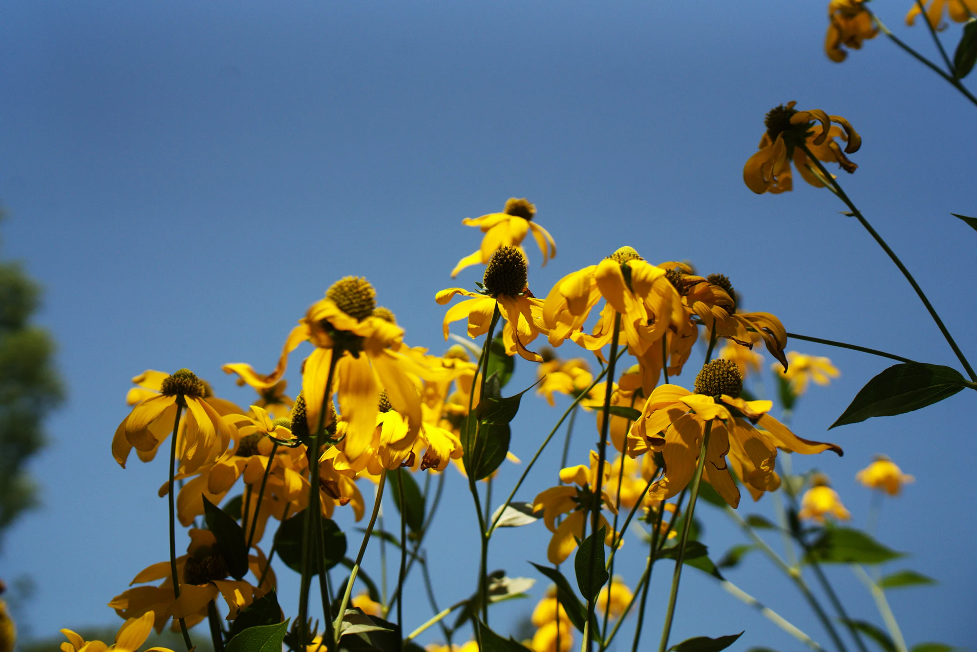 A red-and-yellow sneezeweed cultivar flower up close