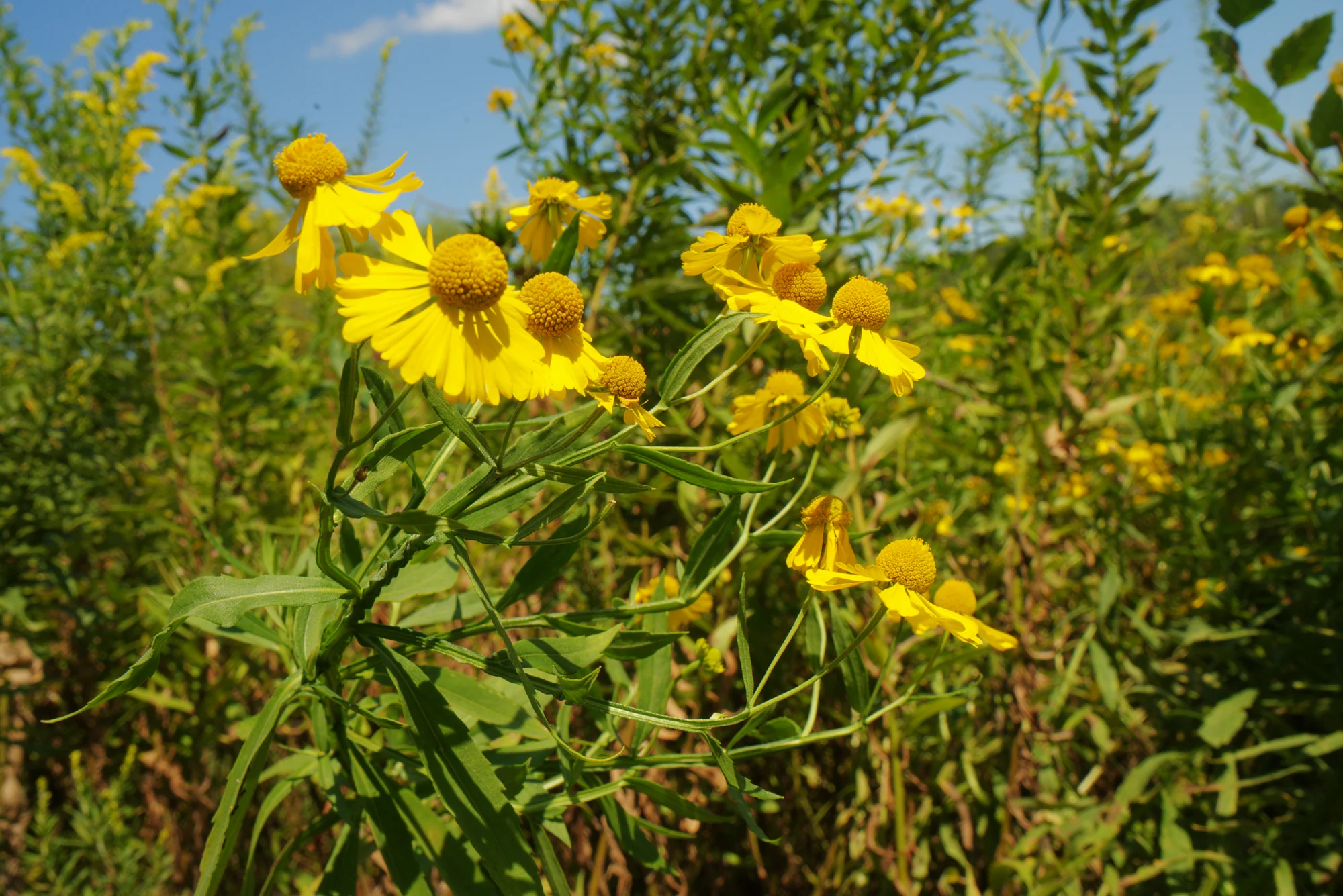 Common sneezeweed flowers with fan-shaped yellow petals around round centers, against a blue sky