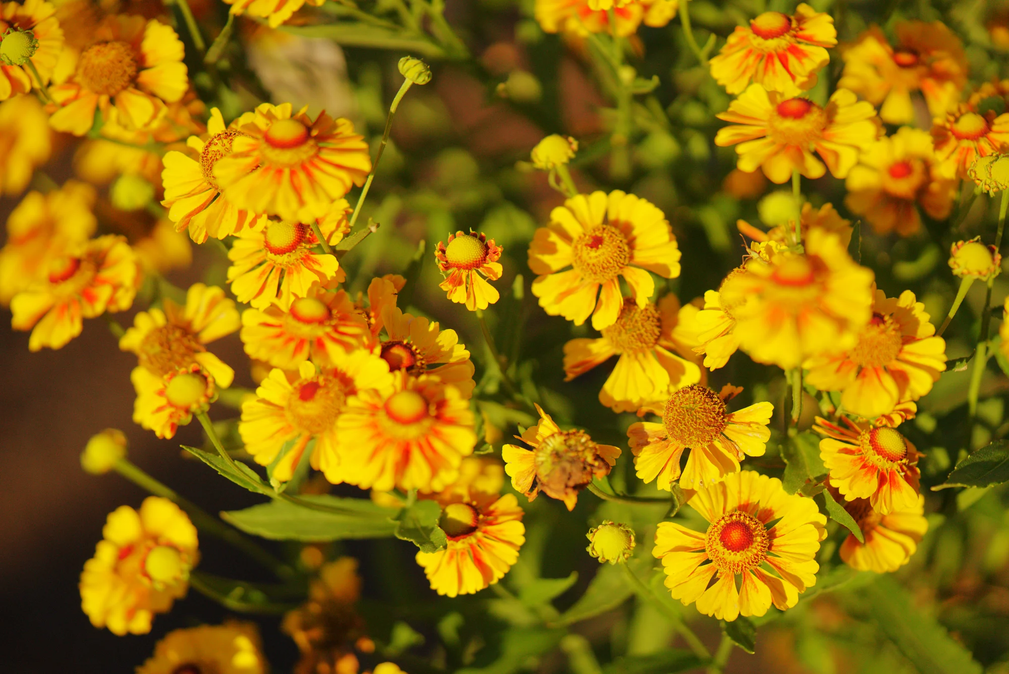 Common sneezeweed flowers in late summer, yellow petals with notched tips around round centers