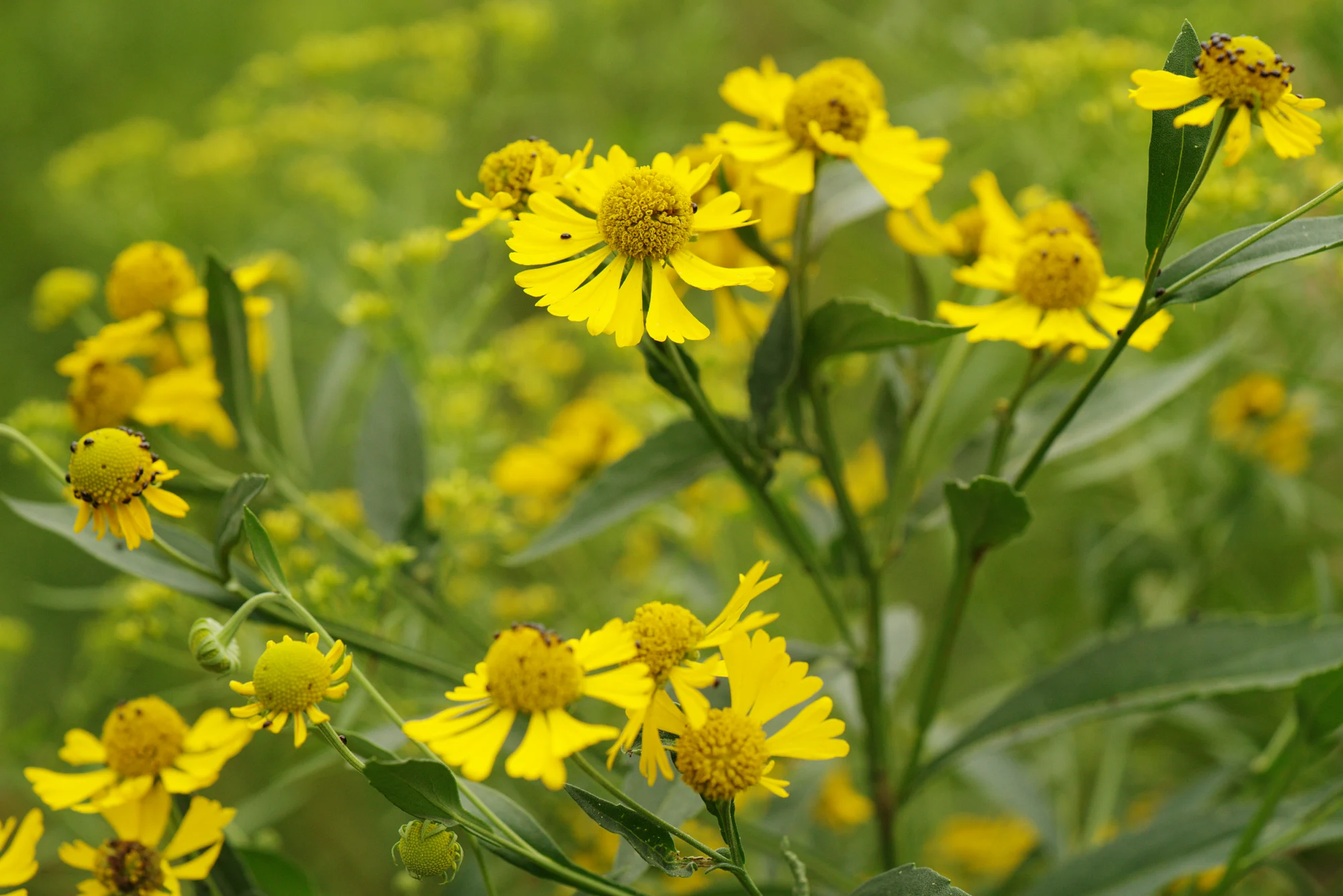 Common sneezeweed, sprays of yellow flowers on branching stems