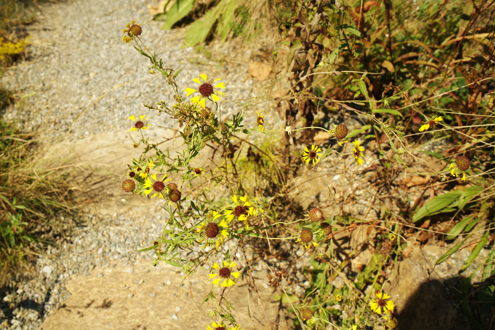 Purplehead sneezeweed, yellow flowers with dark purple-brown centers and round seed heads beside a gravel path