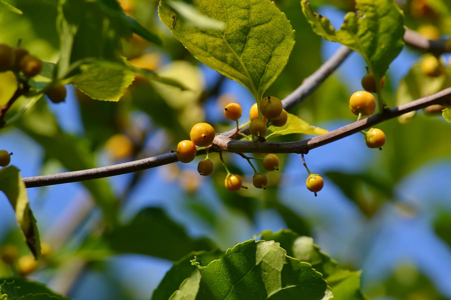 Oriental bittersweet, yellow-orange berries tucked along the stem among round leaves