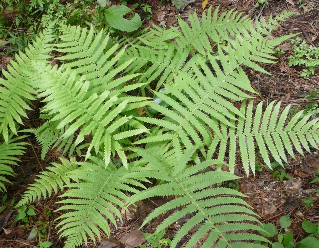 Widespread Maiden Fern (Pelazoneuron kunthii)