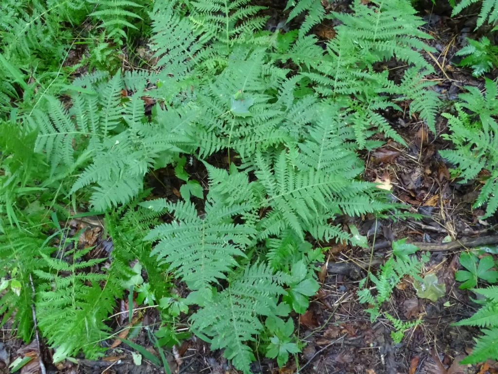 Broad beech fern (Phegopteris hexagonoptera)