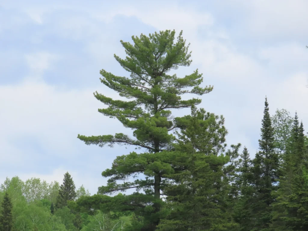 Eastern white pine (Pinus strobus)