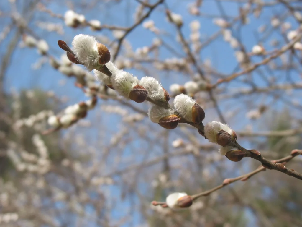 American pussy willow (Salix discolor)