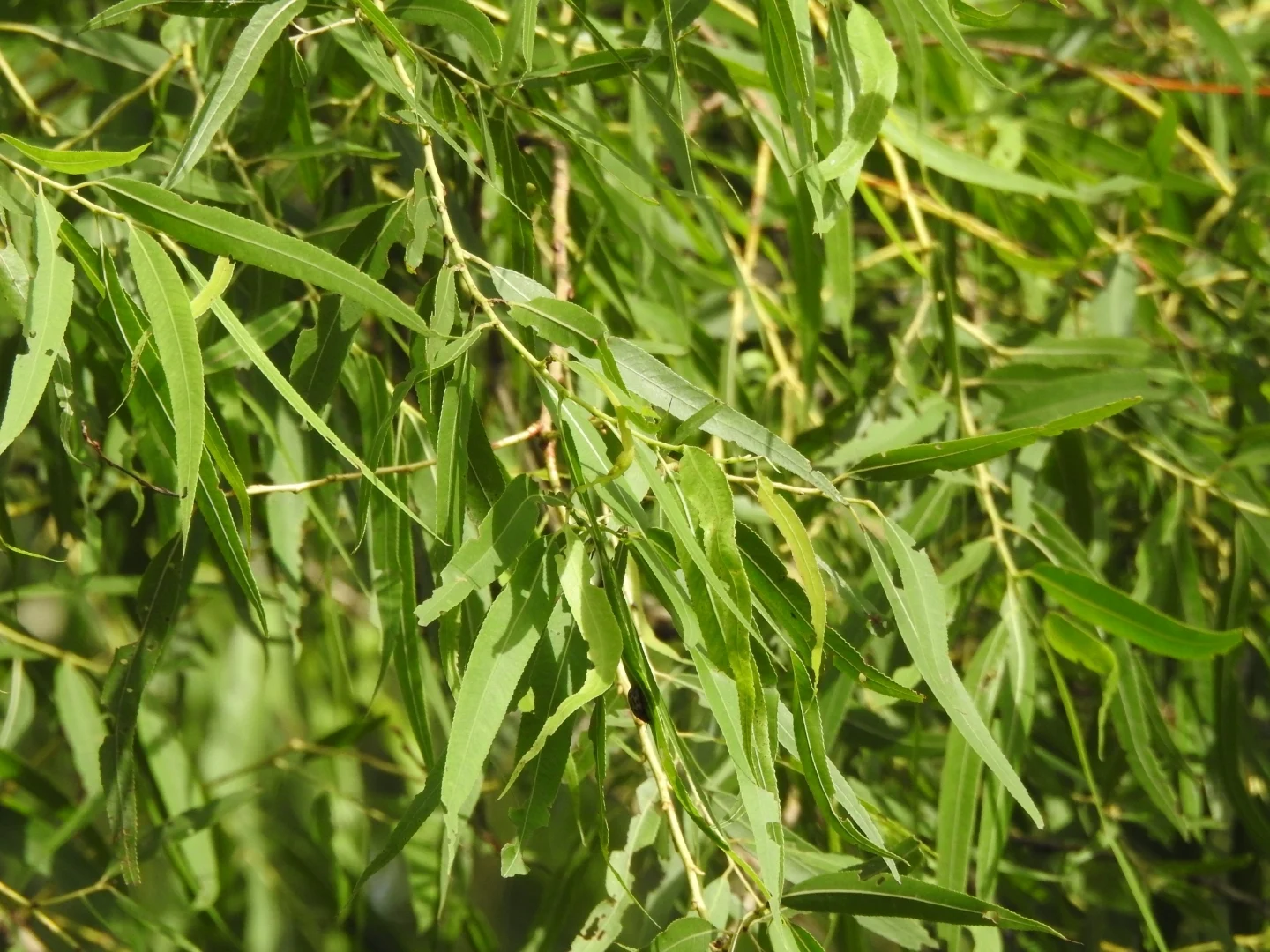 Black willow (Salix nigra)