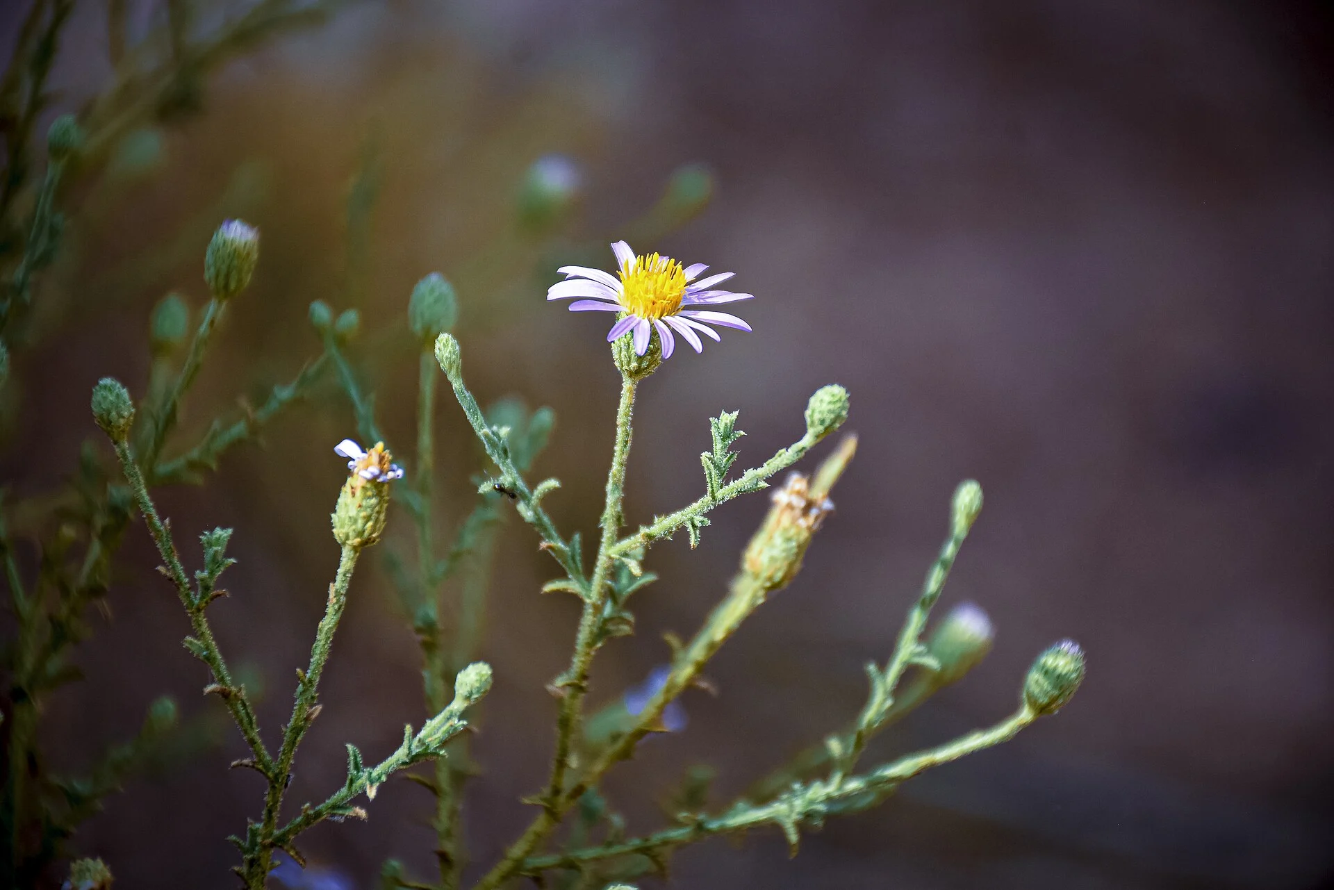 Western aster (Symphyotrichum ascendens)